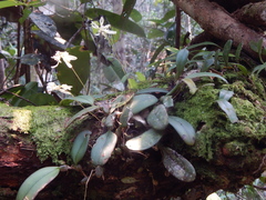 Bulbophyllum purpurascens