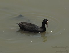 Fulica atra