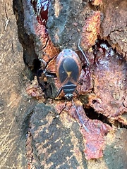 Dindymus circumcinctus