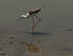 Himantopus himantopus