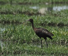 Plegadis falcinellus