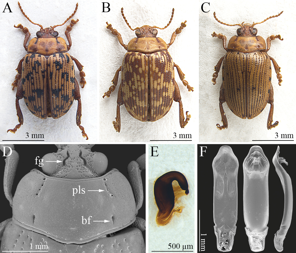 Calotheca nigromaculata