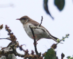 Ramsayornis modestus