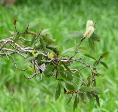 Melaleuca nervosa