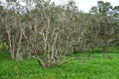 Melaleuca nervosa
