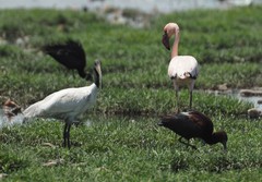 Threskiornis melanocephalus