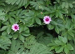 Ipomoea mauritiana