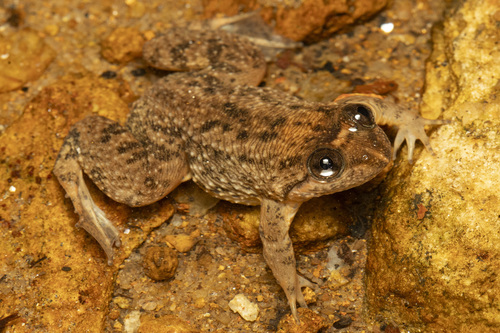 Corrugated water frog