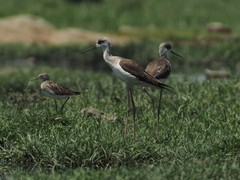 Himantopus himantopus