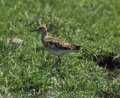 Calidris pugnax