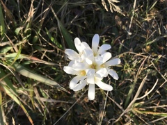 Gentianella corymbifera gracilis