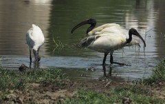 Threskiornis melanocephalus
