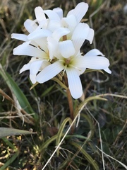 Gentianella corymbifera gracilis