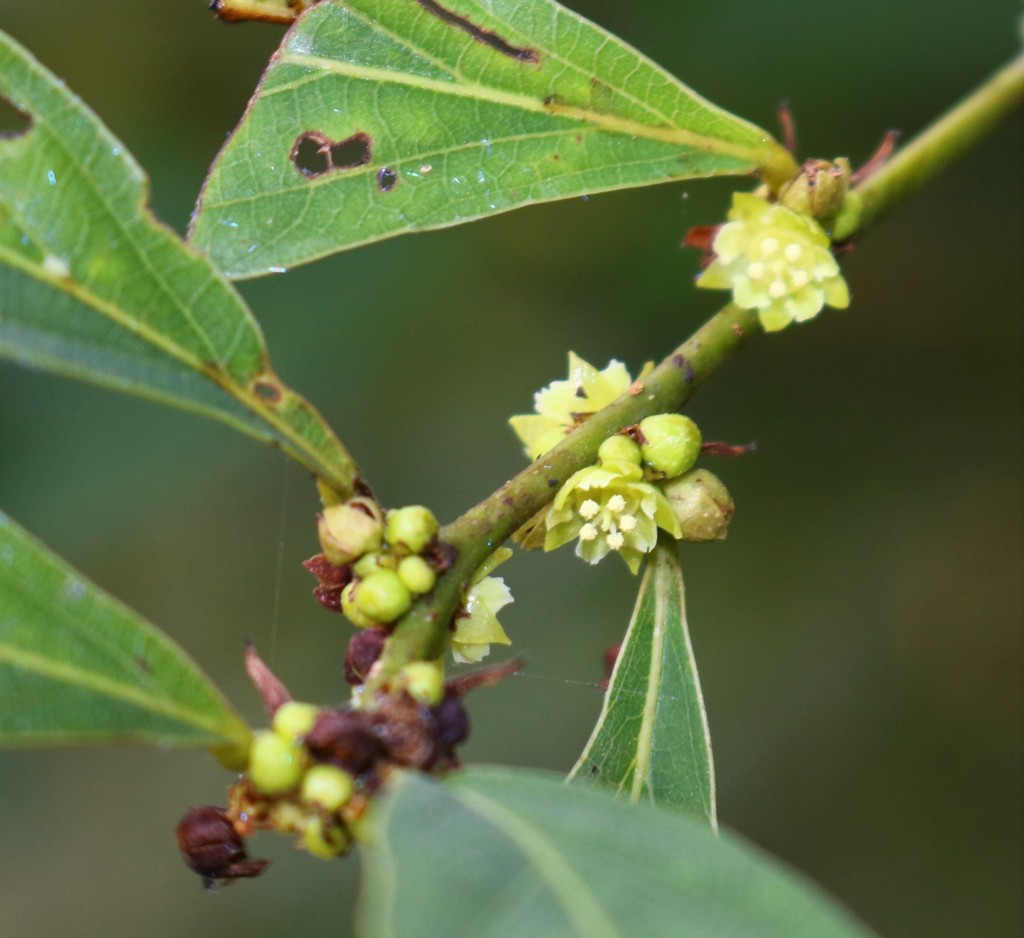 Bridelieae