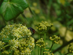 Tenthredopsis andrei