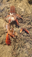 Euastacus