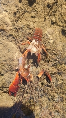 Euastacus