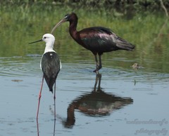 Plegadis falcinellus