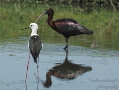 Himantopus himantopus