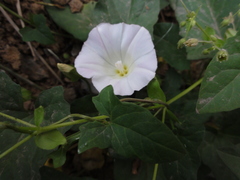 Calystegia hederacea
