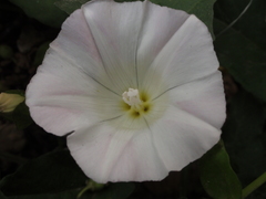 Calystegia hederacea