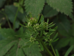 Galium aparine tenerum