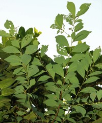 Bridelia montana