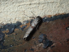 Lepidoscia annosella