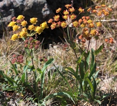 Bupleurum multinerve