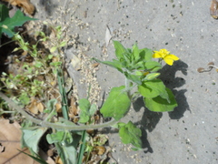 Lysimachia grammica