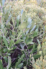 Olea exasperata, photograph (c) magriet b, some rights reserved (CC BY-SA)