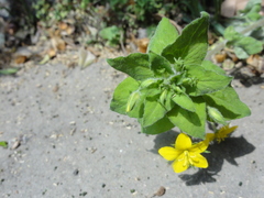 Lysimachia grammica