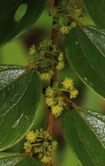 Ziziphus oenopolia