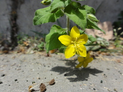 Lysimachia grammica