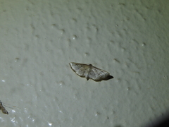 Hypolamprus melilialis