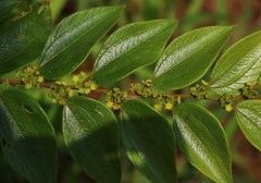 Ziziphus oenopolia