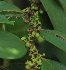 Ziziphus oenopolia