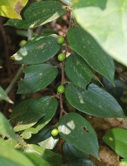 Ziziphus oenopolia