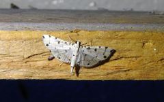 Pycnarmon cribrata