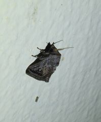 Pygmaeomorpha