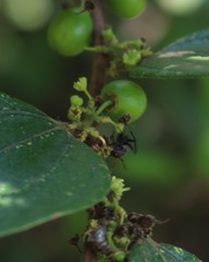 Ziziphus oenopolia