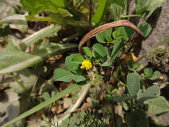 Medicago polymorpha