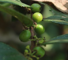 Ziziphus oenopolia
