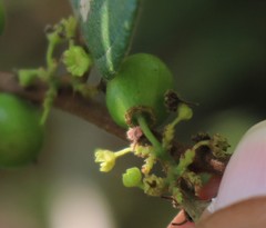 Ziziphus oenopolia