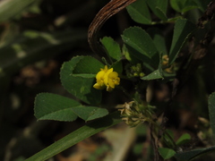 Medicago polymorpha