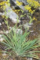 Bupleurum multinerve