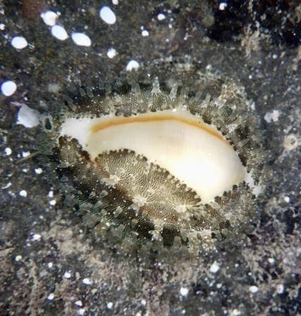 Monetaria annulus