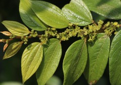 Ziziphus oenopolia