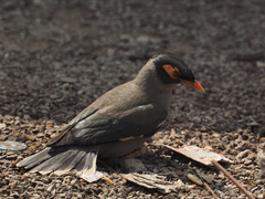 Acridotheres ginginianus