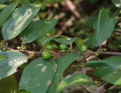 Ziziphus oenopolia